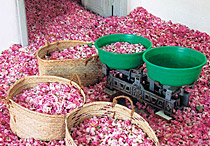 rosa damascena-petals